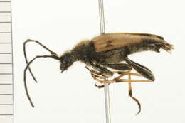 Image of Xestoleptura tibialis (Le Conte 1850)