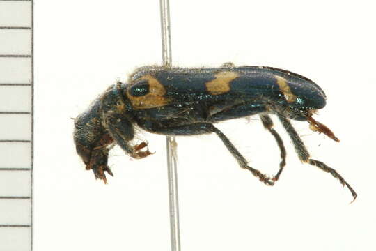 Image of Ornate Checkered Beetle