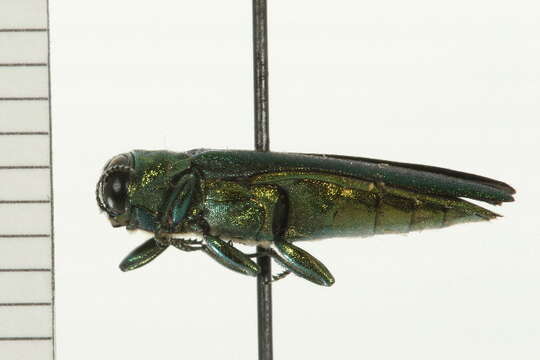 Image of Emerald ash borer