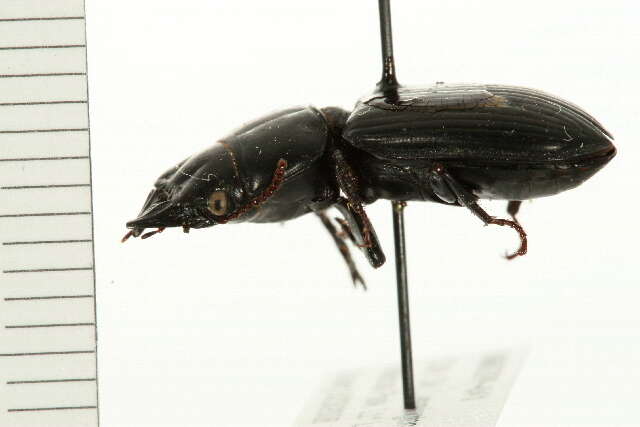 صورة Scarites (Scarites) subterraneus Fabricius 1775