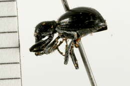 Image of <i>Myrmex chevrolatii</i>