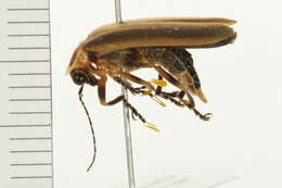 Image of <i>Photuris quadrifulgens</i>