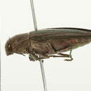 Image of Buprestis striata Fabricius 1775