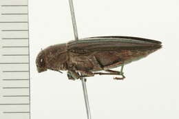 Image of Buprestis striata Fabricius 1775