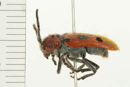 Image of Red Milkweed Beetle