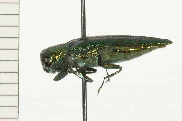 Image of Emerald ash borer