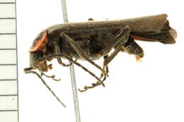 <i>Rhaxonycha bilobata</i>的圖片