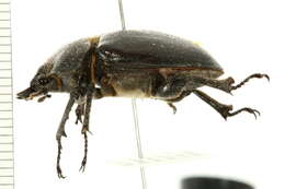 Lucanus placidus Say 1825的圖片