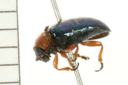 Image of Knotweed Leaf Beetle