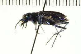 Image of Six Spotted Tiger Beetle