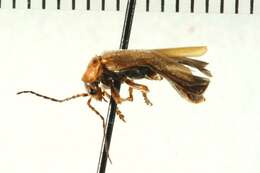 Imagem de <i>Cantharis rufa</i>