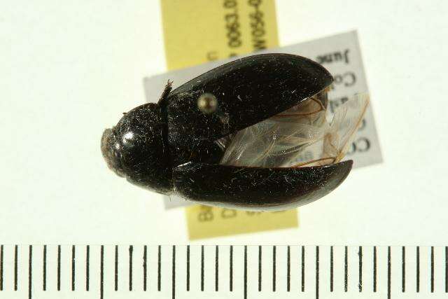 Image of Hydrochara obtusata (Say 1823)