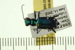 Image of Six Spotted Tiger Beetle