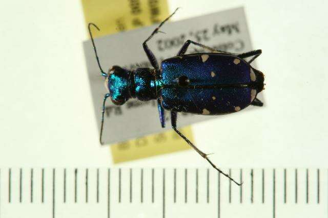 Image of Six Spotted Tiger Beetle