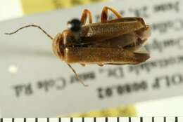 Imagem de <i>Cantharis rufa</i>