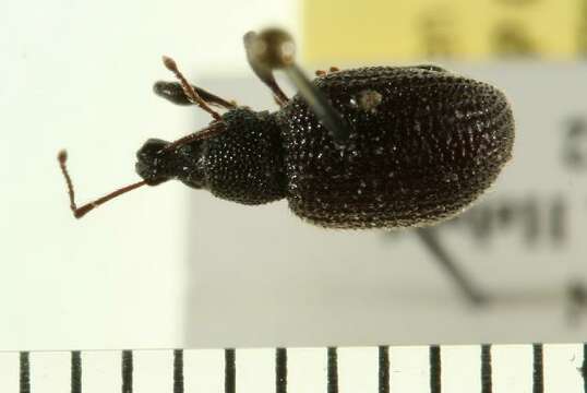 Image of rough strawberry root weevil