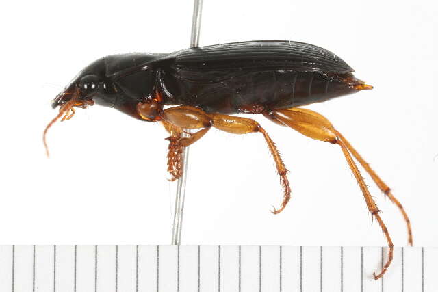 Plancia ëd Harpalus (Pseudoophonus) pensylvanicus (De Geer 1774)