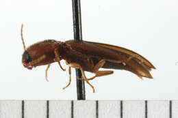 Image of <i>Dalopius pallidus</i>