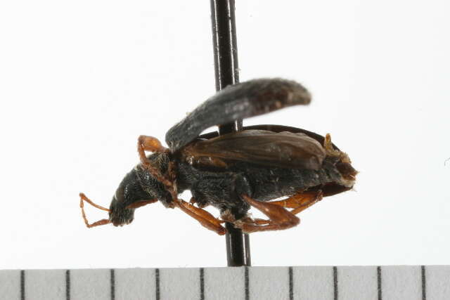 Image of Brown Leaf Weevil