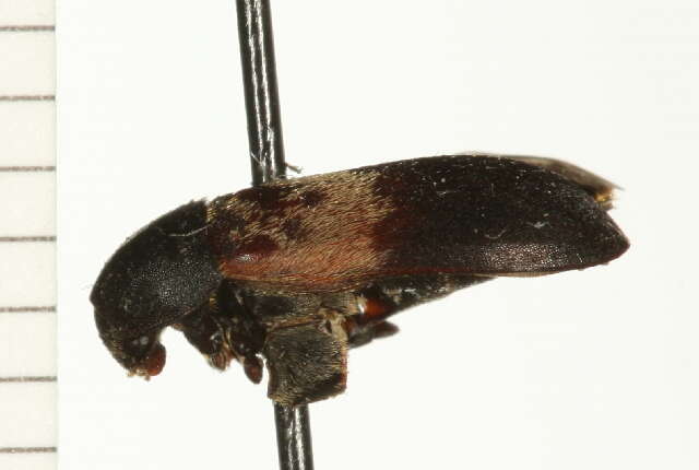 Image of larder beetle