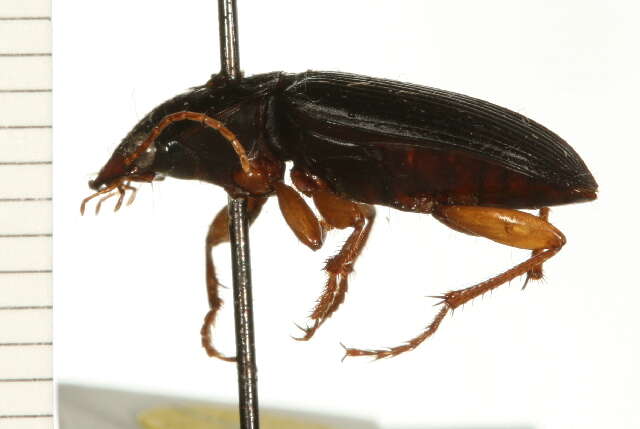 Plancia ëd Harpalus (Pseudoophonus) pensylvanicus (De Geer 1774)