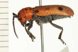 Image of Red Milkweed Beetle