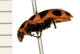 Image of Spotted Lady Beetle