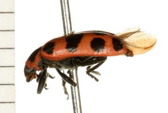 Image of Spotted Lady Beetle