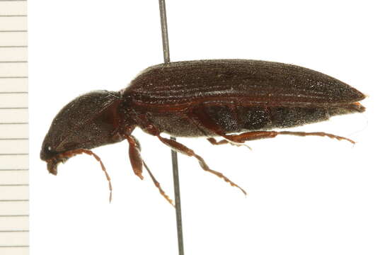 Image of <i>Hemicrepidius memnonius</i>