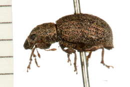 Sciaphilus resmi