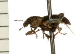 Image of Clover Root Weevil