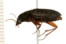 Plancia ëd Harpalus (Pseudoophonus) pensylvanicus (De Geer 1774)