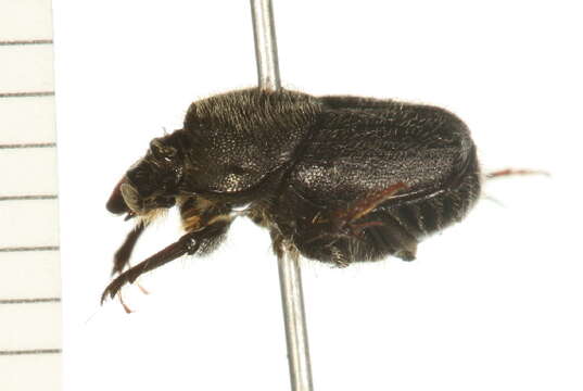 Image of <i>Onthophagus <i>hecate</i></i> hecate