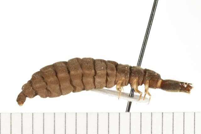 <i>Podabrus modestus</i>的圖片