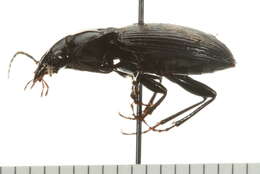 Imagem de Pterostichus (Petrophilus) stygicus (Say 1823)