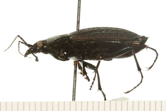 Image of Granulated Carabid