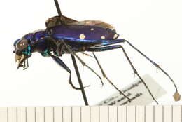 Image of Six Spotted Tiger Beetle