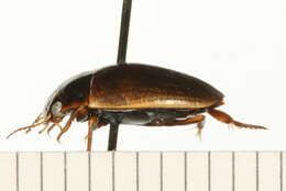 صورة Agabus (Acatodes) infuscatus Aubé 1838