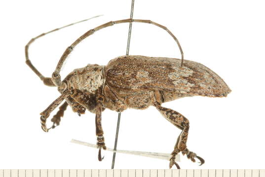 Image of Lamiinae