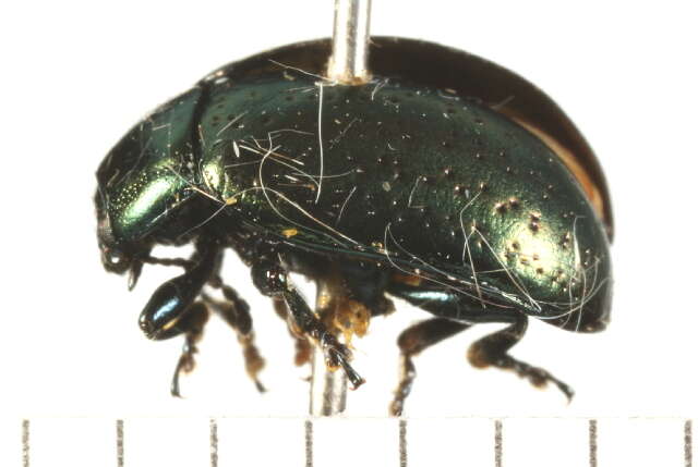 Image of Klamath Weed Beetle