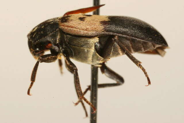 Image of larder beetle