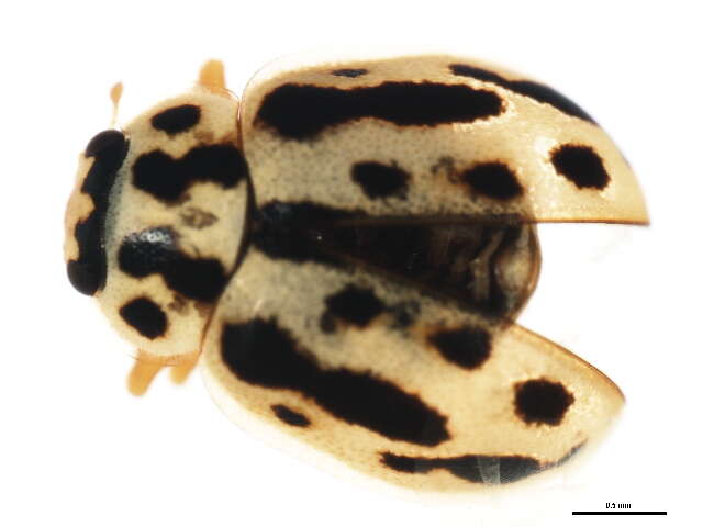 Image of Marsh Lady Beetle