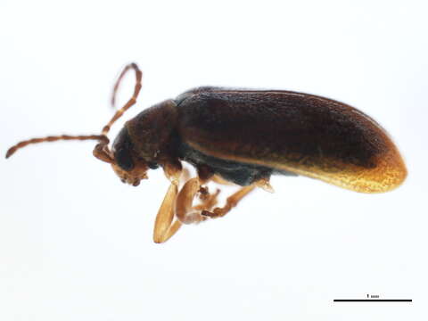 Image of Tricholochmaea cavicollis (J. L. Le Conte 1865)