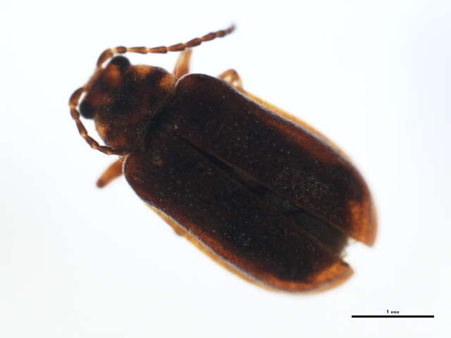 Image of Cherry leaf beetle