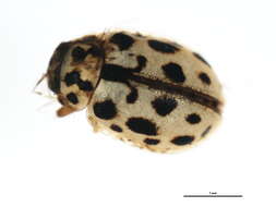 Image of Marsh Lady Beetle