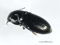 Image de <i>Neohypdonus tumescens</i>