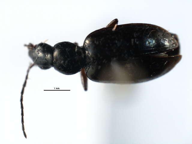 Image of Agonum (Olisares) aeruginosum Dejean 1828