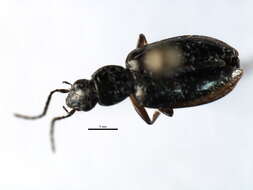 Image of Agonum (Olisares) aeruginosum Dejean 1828