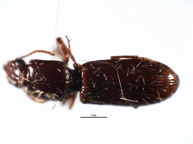 صورة Clivina (Clivina) impressefrons Le Conte 1844