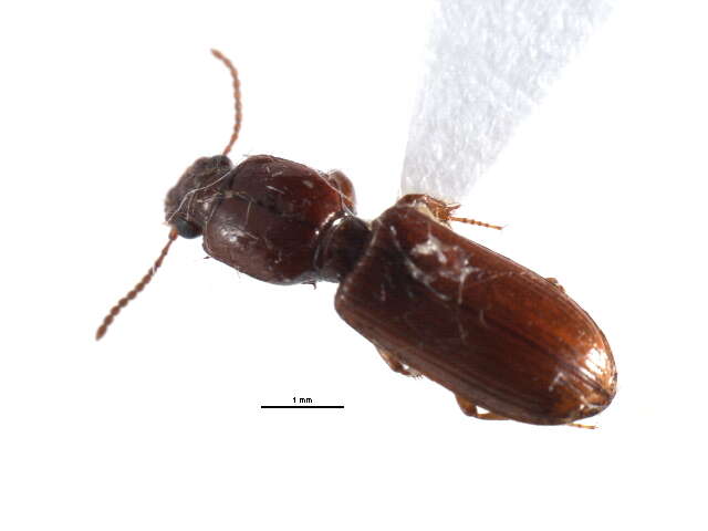 Image of Clivina (Clivina) impressefrons Le Conte 1844